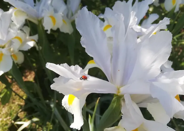 Apartmán A Quinta Bolboretas *